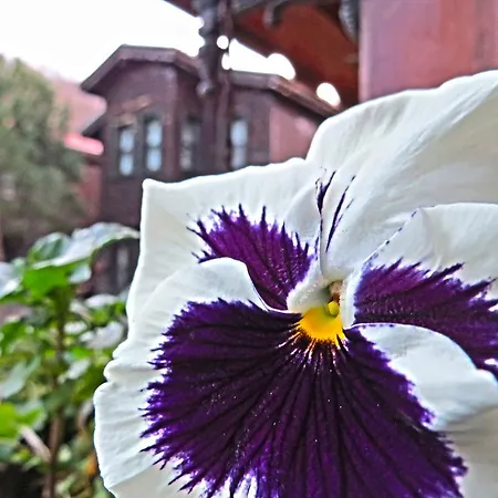 Piccolo (adults Only)